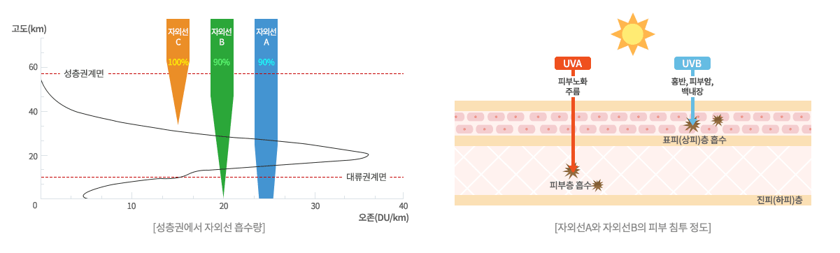 성층권에서 자외선 흡수량과 자외선A와 자외선B의 피부 침투 정도